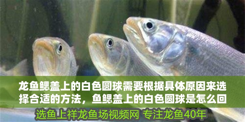 龍魚鰓蓋上的白色圓球需要根據具體原因來選擇合適的方法，魚鰓蓋上的白色圓球是怎么回事