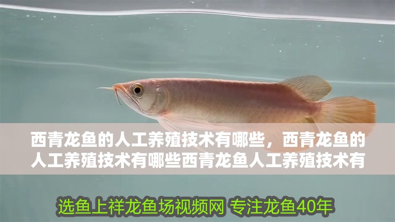 西青龍魚的人工養殖技術有哪些，西青龍魚的人工養殖技術有哪些西青龍魚人工養殖技術有哪些 西青龍魚的人工養殖技術有哪些，西青龍魚的人工養殖技術有哪些西青龍魚人工養殖技術有哪些 龍魚百科