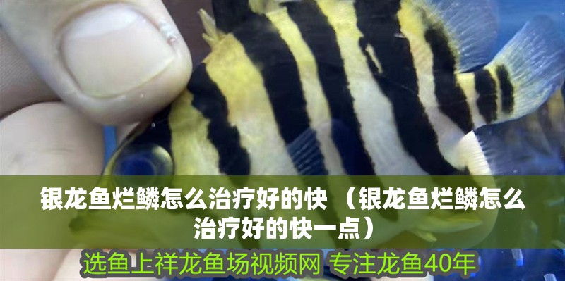 魚缸過(guò)濾器選購(gòu)指南:自制魚缸過(guò)濾器魚缸上置過(guò)濾器對(duì)于養(yǎng)魚愛好者的必備知識(shí) 銀龍魚爛鱗怎么治療好的快 (銀龍魚爛鱗怎么治療好的快一點(diǎn)) 銀龍魚百科 銀龍魚爛鱗怎么治療好的快 (銀龍魚爛鱗怎么治療好的快一點(diǎn)) 銀龍魚爛鱗怎么治療好的快 (銀龍魚爛鱗怎么治療好的快一點(diǎn)) 銀龍魚百科