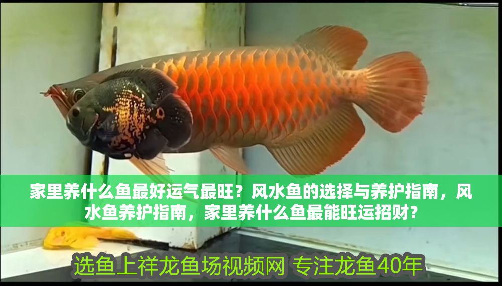 家里養什么魚最好運氣最旺？風水魚的選擇與養護指南，風水魚養護指南，家里養什么魚最能旺運招財？
