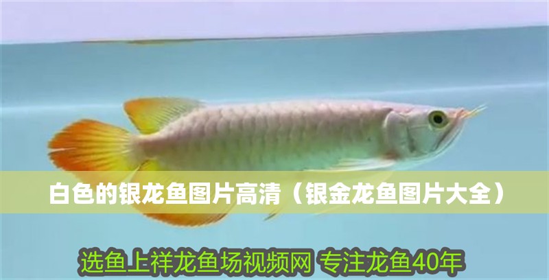 白色的銀龍魚圖片高清（銀金龍魚圖片大全）