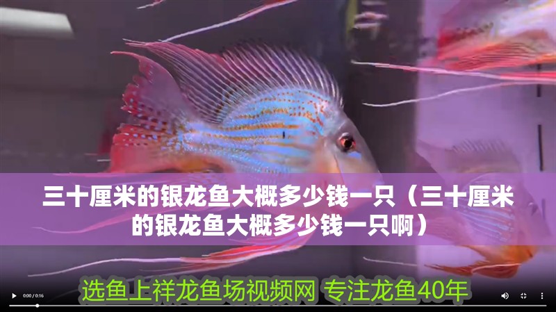 魚缸用增氧泵價格是多少:魚缸增氧機-xtrac增氧機-xtrac增氧機 三十厘米的銀龍魚大概多少錢一只(三十厘米的銀龍魚大概多少錢一只啊) 銀龍魚百科 三十厘米的銀龍魚大概多少錢一只(三十厘米的銀龍魚大概多少錢一只啊) 三十厘米的銀龍魚大概多少錢一只(三十厘米的銀龍魚大概多少錢一只啊) 銀龍魚百科