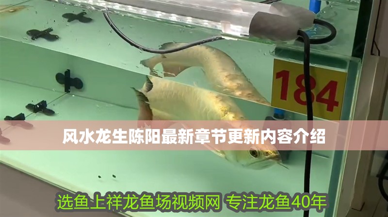 風(fēng)水龍生陳陽最新章節(jié)更新內(nèi)容介紹