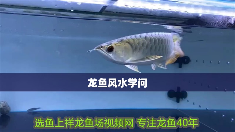 龍魚風水學問