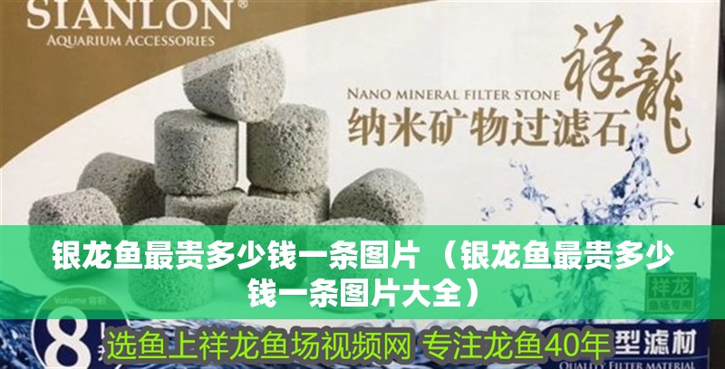 銀龍魚最貴多少錢一條圖片 （銀龍魚最貴多少錢一條圖片大全） 銀龍魚最貴多少錢一條圖片 （銀龍魚最貴多少錢一條圖片大全） 銀龍魚百科