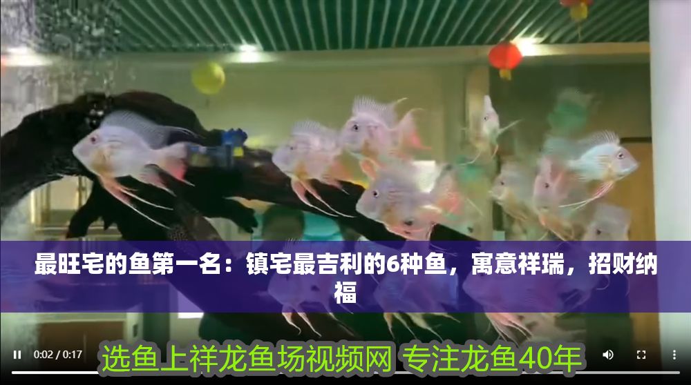 最旺宅的魚第一名：鎮(zhèn)宅最吉利的6種魚，寓意祥瑞，招財(cái)納福