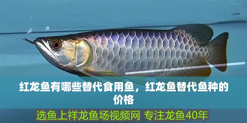 紅龍魚有哪些替代食用魚，紅龍魚替代魚種的價格