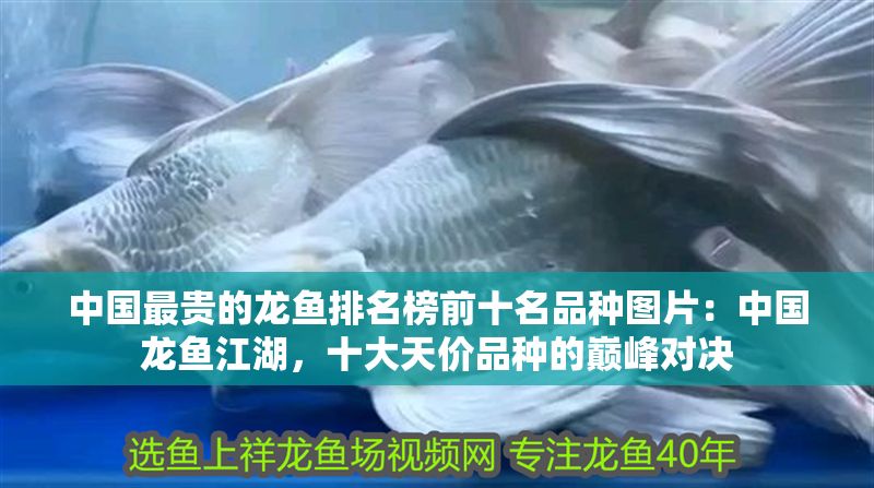 中國最貴的龍魚排名榜前十名品種圖片：中國龍魚江湖，十大天價品種的巔峰對決
