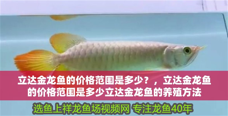 魚缸過濾器選購指南:自制魚缸過濾器魚缸上置過濾器對于養魚愛好者的必備知識 立達金龍魚的價格范圍是多少?,立達金龍魚的價格范圍是多少立達金龍魚的養殖方法 龍魚百科 立達金龍魚的價格范圍是多少?,立達金龍魚的價格范圍是多少立達金龍魚的養殖方法 立達金龍魚的價格范圍是多少?,立達金龍魚的價格范圍是多少立達金龍魚的養殖方法 龍魚百科