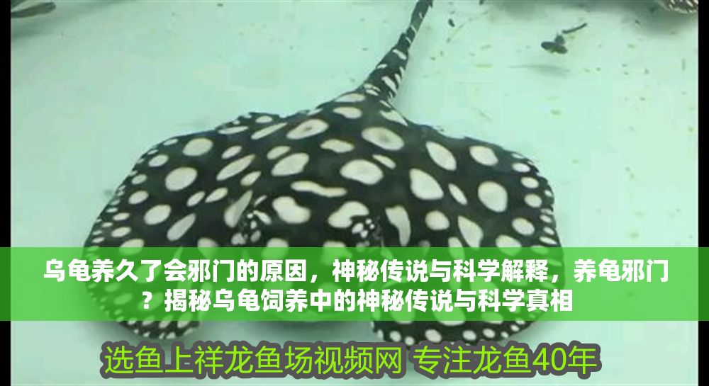 烏龜養(yǎng)久了會邪門的原因，神秘傳說與科學(xué)解釋，養(yǎng)龜邪門？揭秘烏龜飼養(yǎng)中的神秘傳說與科學(xué)真相