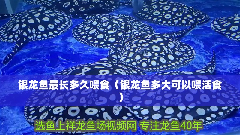 銀龍魚最長多久喂食（銀龍魚多大可以喂活食）