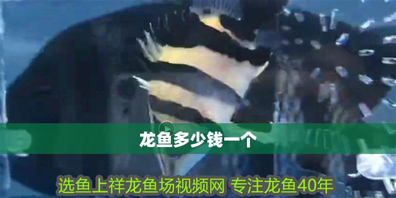 龍魚多少錢一個