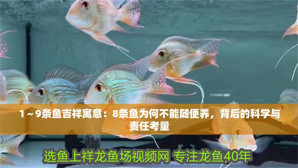 1～9條魚吉祥寓意：8條魚為何不能隨便養，背后的科學與責任考量