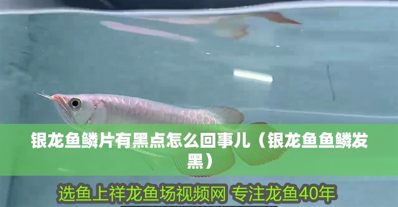 銀龍魚鱗片有黑點怎么回事兒（銀龍魚魚鱗發黑）