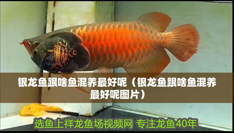 銀龍魚跟啥魚混養(yǎng)最好呢（銀龍魚跟啥魚混養(yǎng)最好呢圖片）