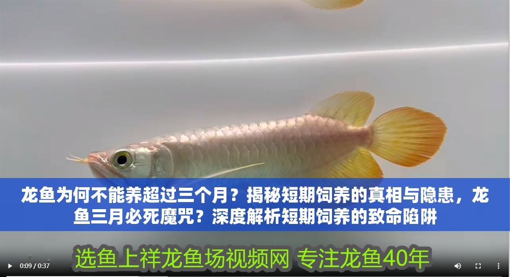 龍魚為何不能養超過三個月？揭秘短期飼養的真相與隱患，龍魚三月必死魔咒？深度解析短期飼養的致命陷阱
