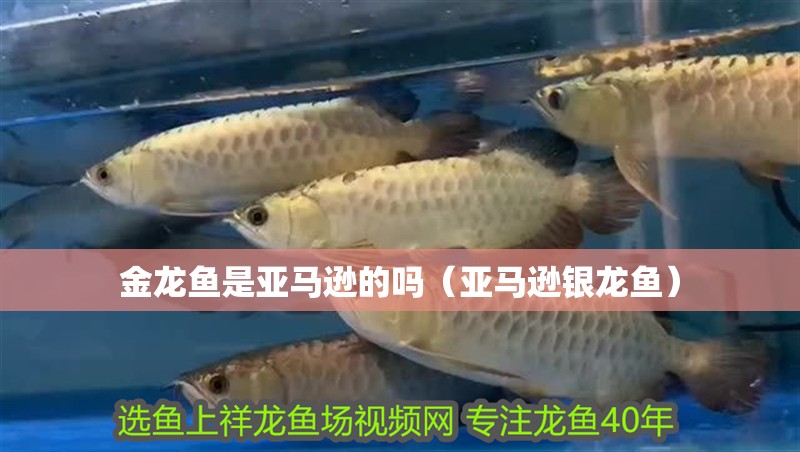龍魚干蝦有營養嗎 金龍魚是亞馬遜的嗎(亞馬遜銀龍魚) 銀龍魚百科 金龍魚是亞馬遜的嗎(亞馬遜銀龍魚) 金龍魚是亞馬遜的嗎(亞馬遜銀龍魚) 銀龍魚百科