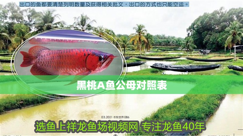 黑桃A魚公母對照表