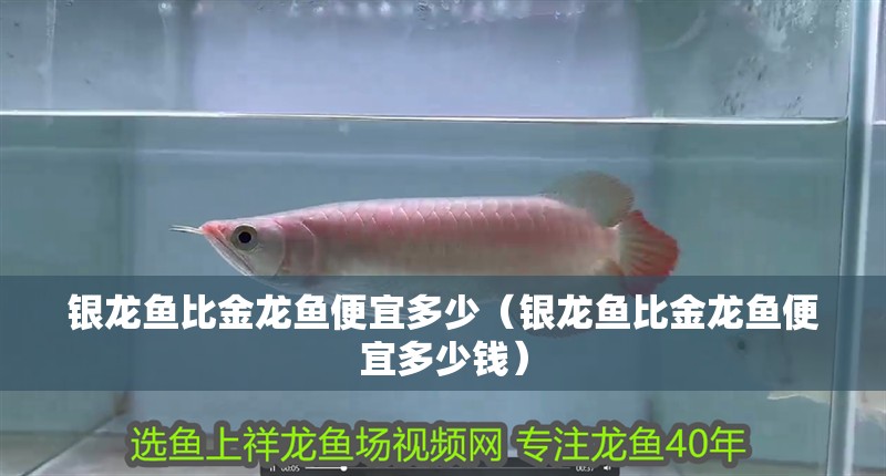 銀龍魚比金龍魚便宜多少（銀龍魚比金龍魚便宜多少錢） 銀龍魚比金龍魚便宜多少（銀龍魚比金龍魚便宜多少錢） 銀龍魚百科