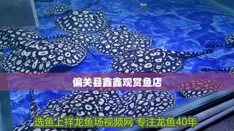 偏關(guān)縣鑫鑫觀賞魚店
