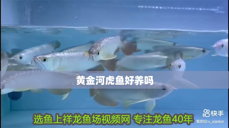 龍魚干蝦有營養嗎 黃金河虎魚好養嗎 龍魚論壇 黃金河虎魚好養嗎 黃金河虎魚好養嗎 龍魚論壇