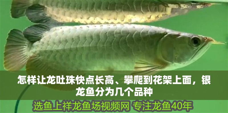 怎樣讓龍吐珠快點長高、攀爬到花架上面，銀龍魚分為幾個品種