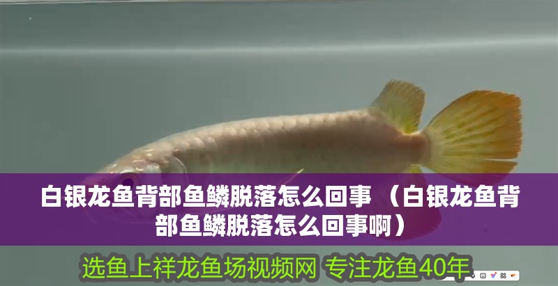 白銀龍魚背部魚鱗脫落怎么回事 （白銀龍魚背部魚鱗脫落怎么回事啊） 白銀龍魚背部魚鱗脫落怎么回事 （白銀龍魚背部魚鱗脫落怎么回事啊） 銀龍魚百科