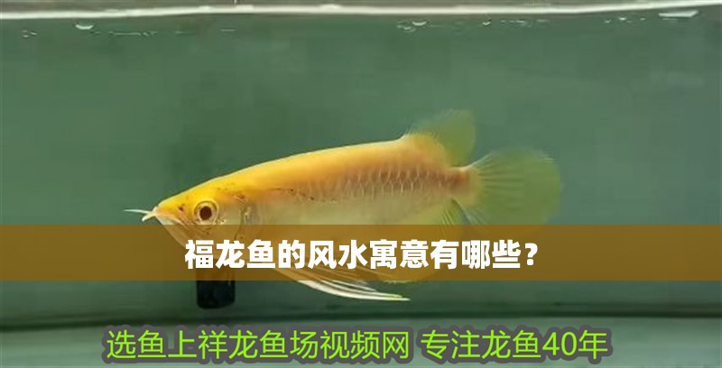 福龍魚的風水寓意有哪些？ 福龍魚的風水寓意有哪些？ 龍魚論壇