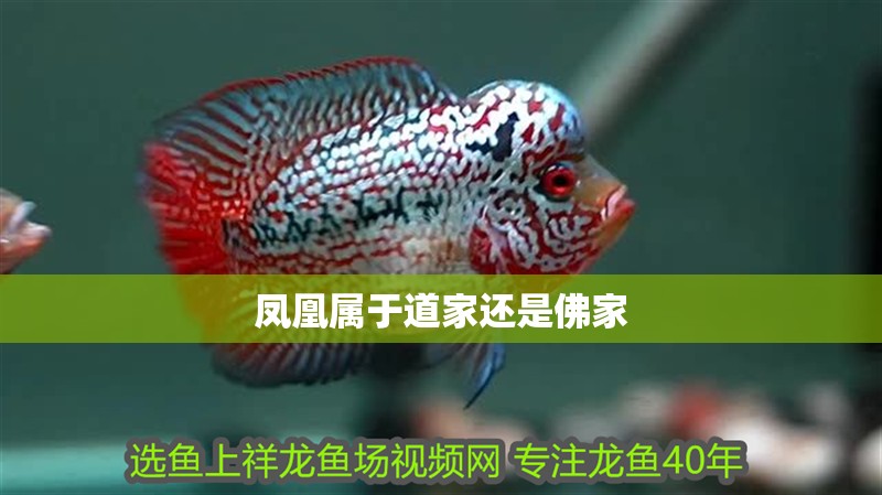 鳳凰屬于道家還是佛家 鳳凰屬于道家還是佛家 龍魚論壇