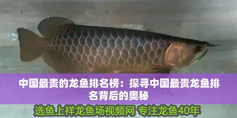 中國最貴的龍魚排名榜：探尋中國最貴龍魚排名背后的奧秘
