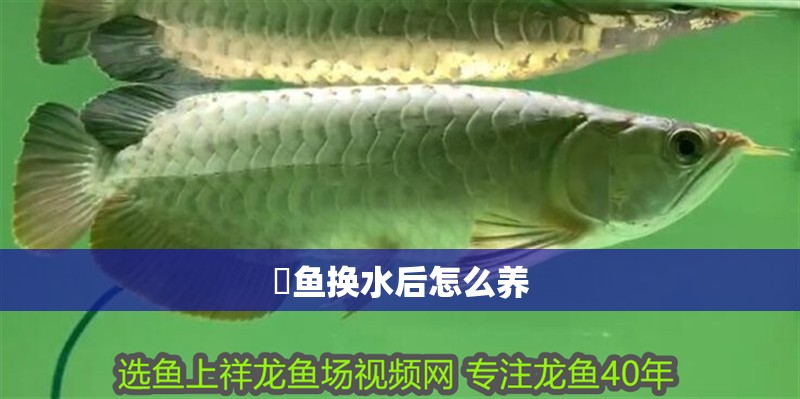 魟魚換水后怎么養 魟魚換水后怎么養 龍魚論壇