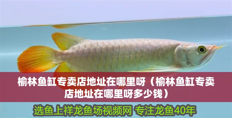 榆林魚缸專賣店地址在哪里呀（榆林魚缸專賣店地址在哪里呀多少錢）