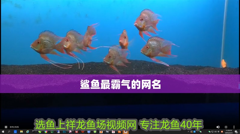 鯊魚最霸氣的網名