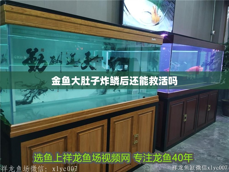 什么魚能和龍魚、虎魚混養(龍魚能和虎魚混養嗎) 金魚大肚子炸鱗后還能救活嗎 龍魚百科 金魚大肚子炸鱗后還能救活嗎 金魚大肚子炸鱗后還能救活嗎 龍魚百科