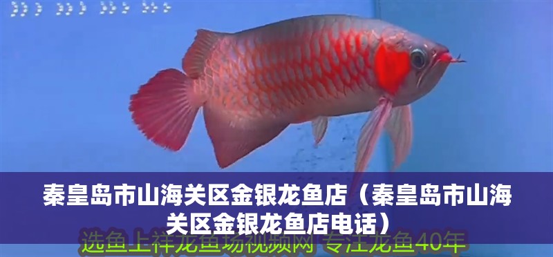 秦皇島市山海關區金銀龍魚店（秦皇島市山海關區金銀龍魚店電話）