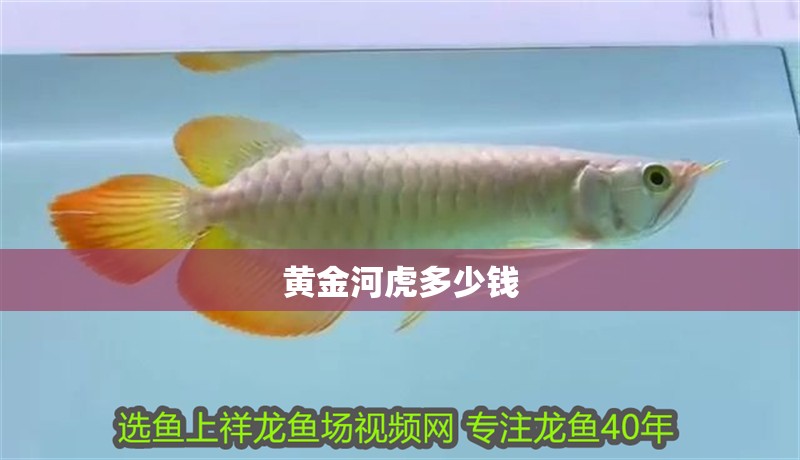 黃金河虎多少錢