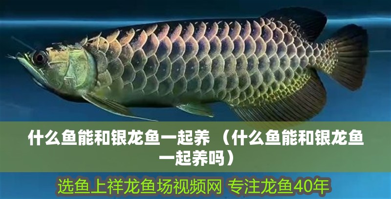 什么魚能和銀龍魚一起養(yǎng) （什么魚能和銀龍魚一起養(yǎng)嗎）