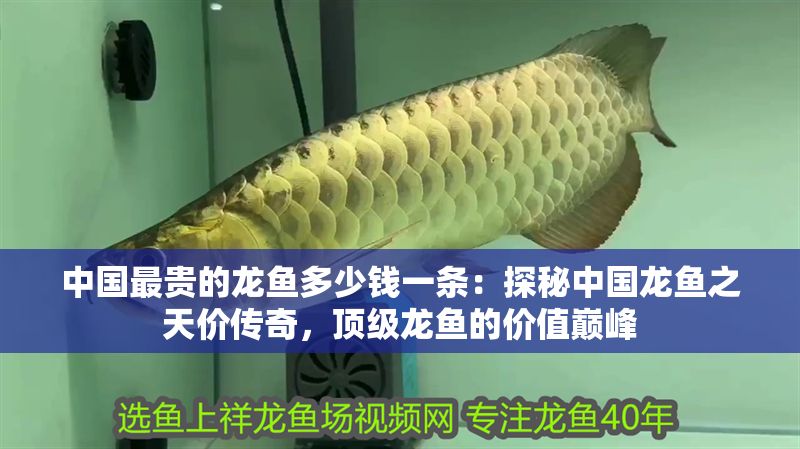 中國最貴的龍魚多少錢一條：探秘中國龍魚之天價傳奇，頂級龍魚的價值巔峰