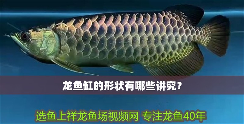 龍魚缸的形狀有哪些講究？