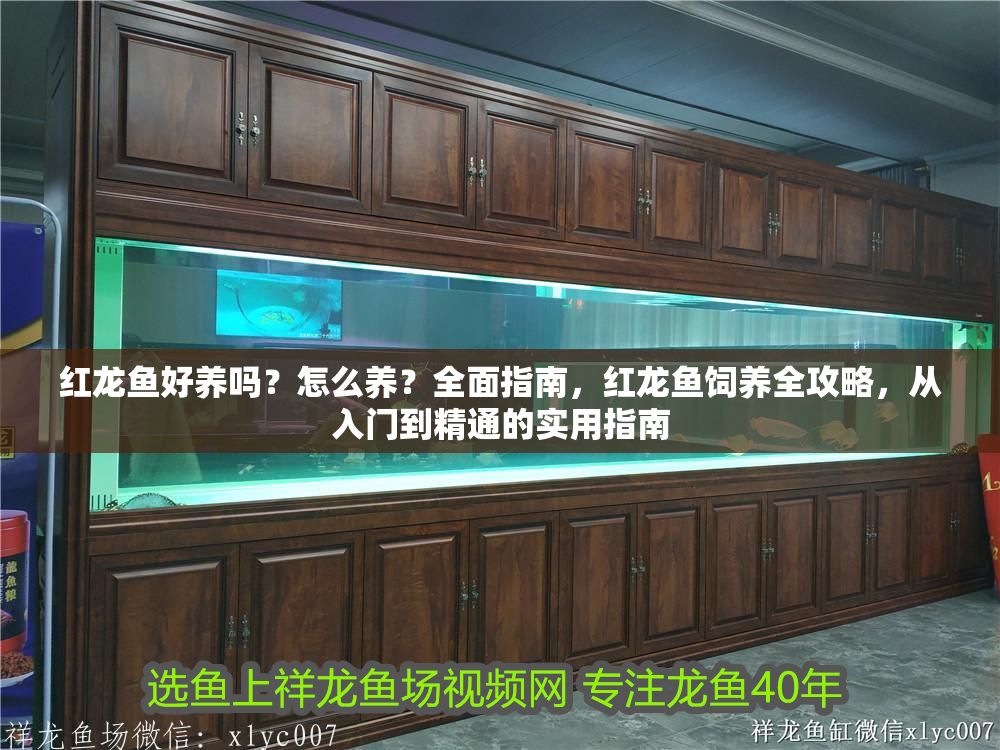 紅龍魚好養(yǎng)嗎？怎么養(yǎng)？全面指南，紅龍魚飼養(yǎng)全攻略，從入門到精通的實(shí)用指南