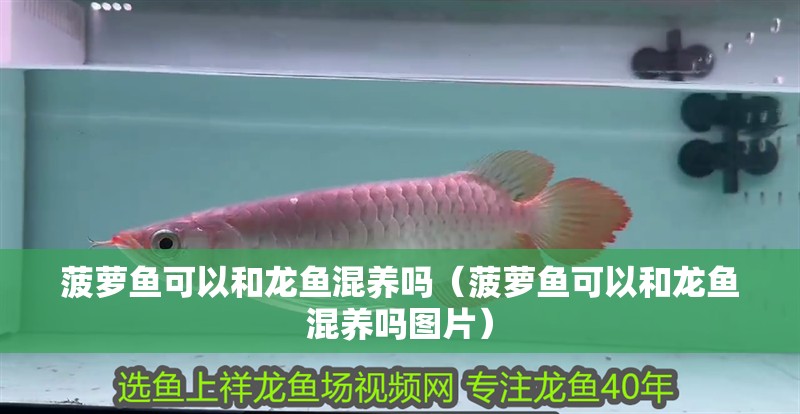 菠蘿魚可以和龍魚混養嗎（菠蘿魚可以和龍魚混養嗎圖片）