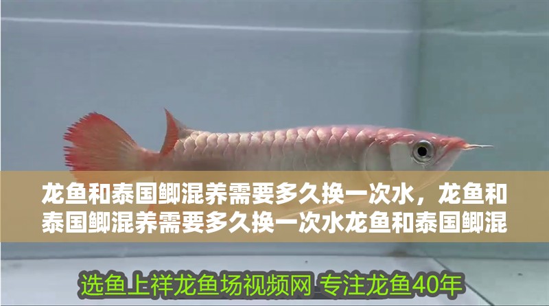 龍魚和泰國鯽混養(yǎng)需要多久換一次水，龍魚和泰國鯽混養(yǎng)需要多久換一次水龍魚和泰國鯽混養(yǎng) 龍魚和泰國鯽混養(yǎng)需要多久換一次水，龍魚和泰國鯽混養(yǎng)需要多久換一次水龍魚和泰國鯽混養(yǎng) 龍魚百科