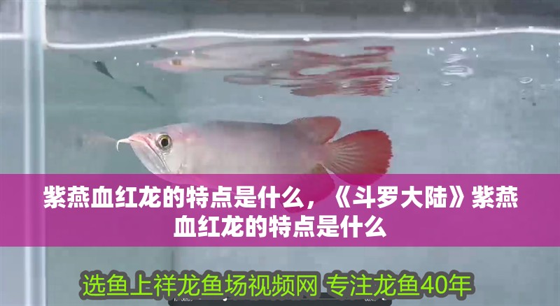 紫燕血紅龍的特點(diǎn)是什么，《斗羅大陸》紫燕血紅龍的特點(diǎn)是什么 紫燕血紅龍的特點(diǎn)是什么，《斗羅大陸》紫燕血紅龍的特點(diǎn)是什么 龍魚(yú)百科