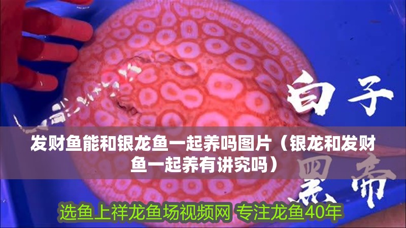 發財魚能和銀龍魚一起養嗎圖片（銀龍和發財魚一起養有講究嗎） 發財魚能和銀龍魚一起養嗎圖片（銀龍和發財魚一起養有講究嗎） 銀龍魚百科