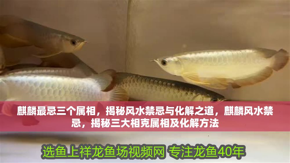 麒麟最忌三個屬相，揭秘風(fēng)水禁忌與化解之道，麒麟風(fēng)水禁忌，揭秘三大相克屬相及化解方法