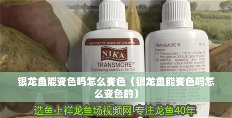銀龍魚能變色嗎怎么變色（銀龍魚能變色嗎怎么變色的）