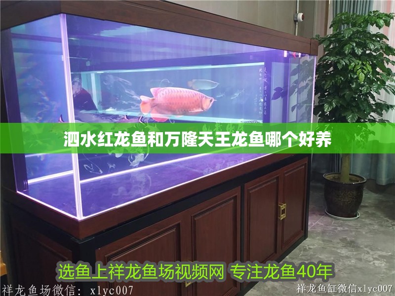<strong><mark>泗水</mark></strong>紅龍魚和萬隆天王龍魚哪個好養