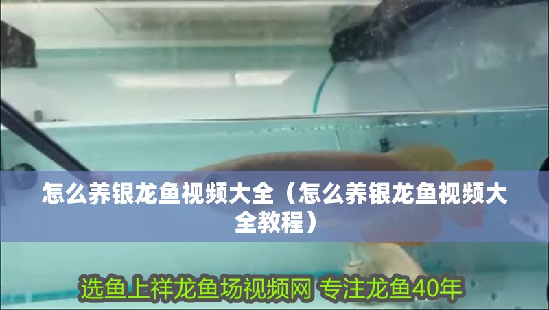 怎么養銀龍魚視頻大全（怎么養銀龍魚視頻大全教程）