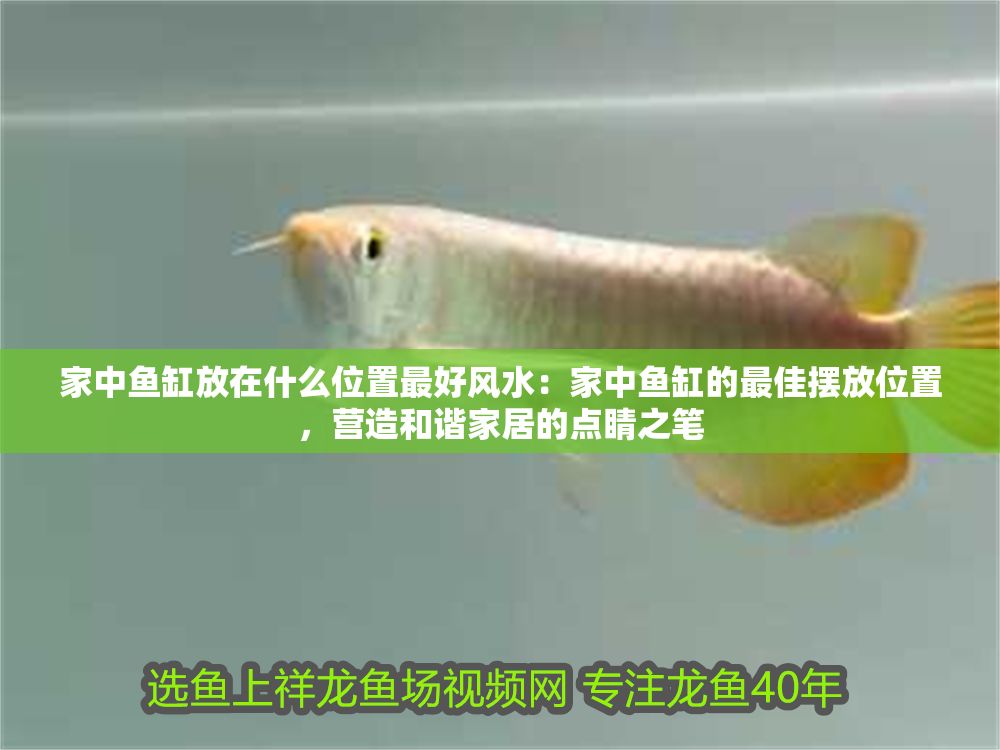 家中魚缸放在什么位置最好風水：家中魚缸的最佳擺放位置，營造和諧家居的點睛之筆