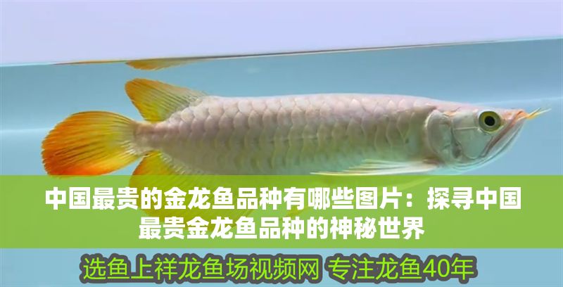 中國最貴的金龍魚品種有哪些圖片：探尋中國最貴金龍魚品種的神秘世界